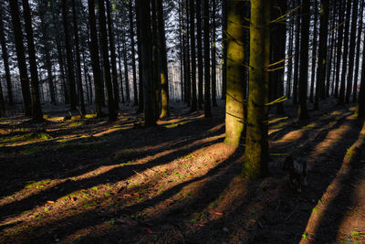 View of trees in forest