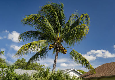 palm tree