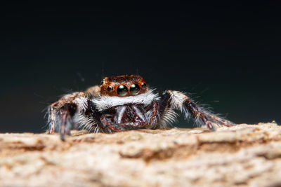 Close-up of spider on wood against black background