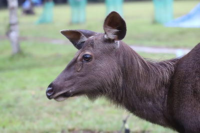 Close-up of a horse on field