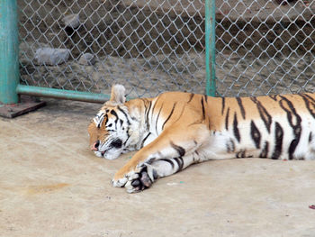 Cat lying in cage at zoo