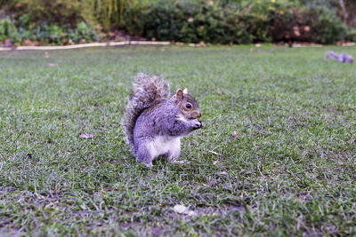 Squirrel on field