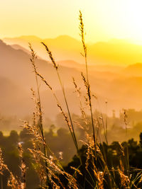 Close-up of silhouette plants on field against sky during sunset