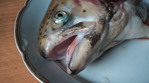 Close-up of fish in market