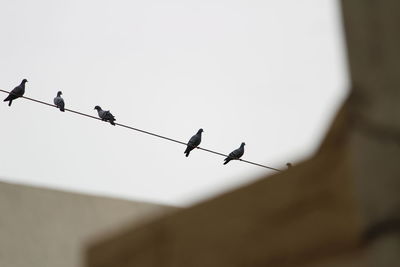 Low angle view of birds perching on cable against clear sky