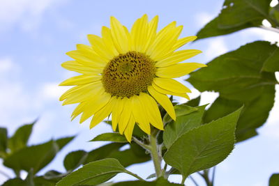 Low angle view of sunflower