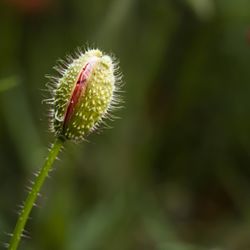 Close-up of flower bud