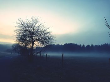 Bare trees on field in foggy weather