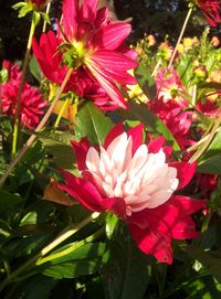 Close-up of pink flower