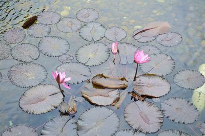 High angle view of pink water lily in lake