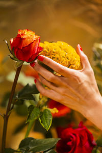 Cropped hand of woman holding flowering plant