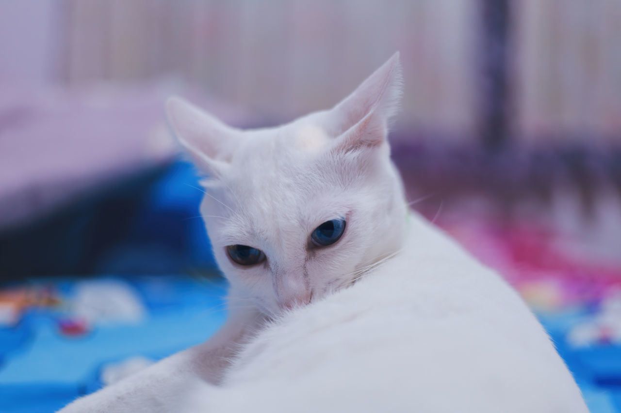 CLOSE-UP PORTRAIT OF WHITE CAT