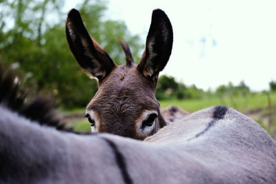 Close-up portrait of donkey on field