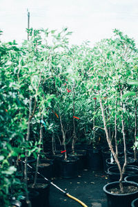 Potted plants and trees against sky