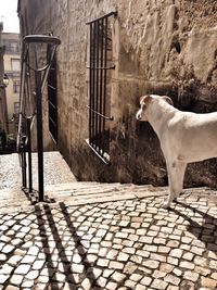 Cat walking on footpath