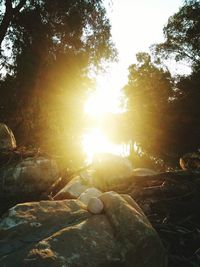 Sun shining through trees in forest