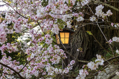 Pink cherry blossom tree against lantern