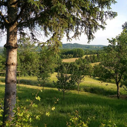 Trees on field in forest