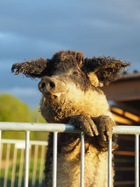 Close-up of pig at farm