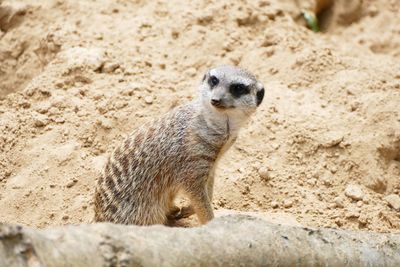 Portrait of animal on sand