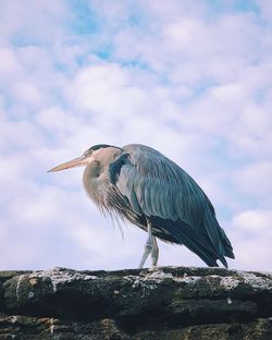 Blue heron perching on rock