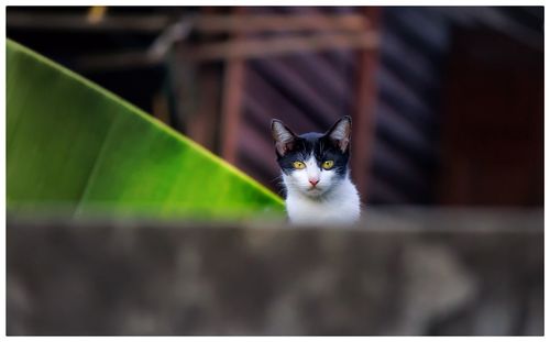 Portrait of cat