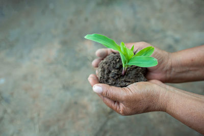 Midsection of person holding plant