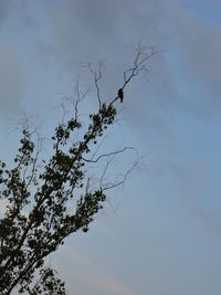 Low angle view of bird on branch against sky