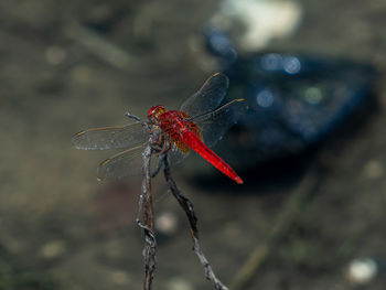 Close-up of dragonfly