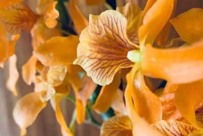 Close-up of yellow flowering plant