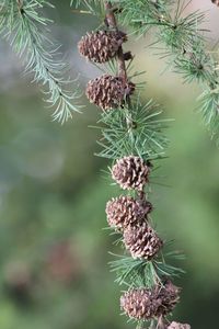 Close-up of pine cone on tree