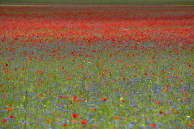 Full frame shot of flowering plants on field