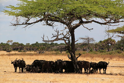 Horses in a field
