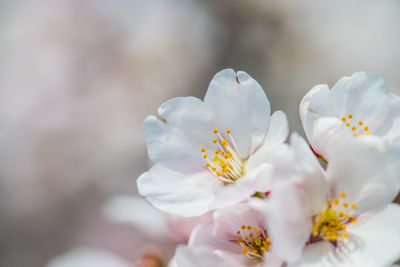 Close-up of white cherry blossom