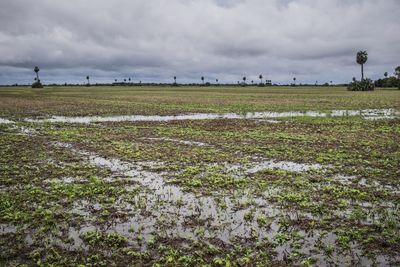 Marsh in corrientes, argentina