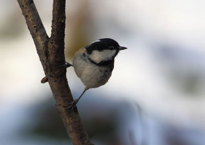 Close-up of bird perching on branch