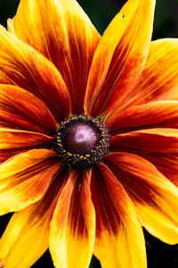 Close-up of orange flower