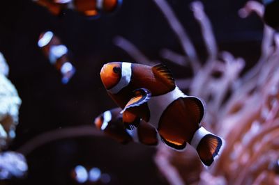 Fish swimming in aquarium