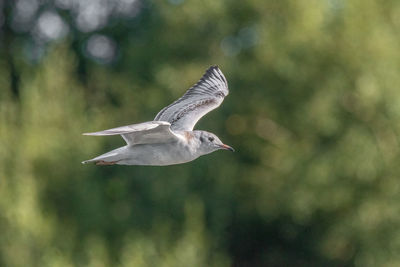 Low angle view of seagull flying