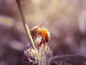 Close-up of bee pollinating flower