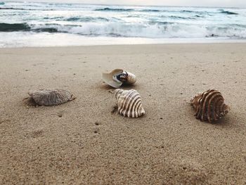 Surface level of shells on beach