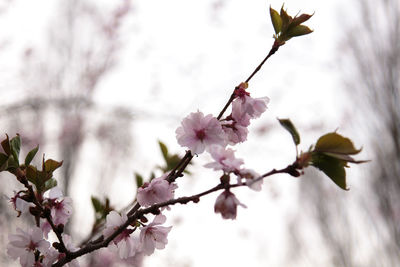 Close-up of cherry blossoms in spring