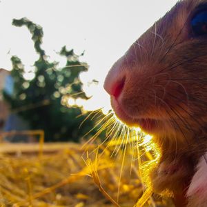 Close-up of an animal on field