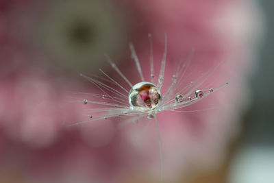 A drop of water on a dandelion fluff with a reflection of a pink flower inside. natural background.