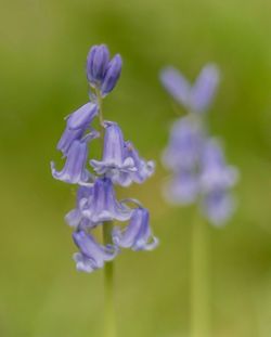 Close-up of purple flowering plant