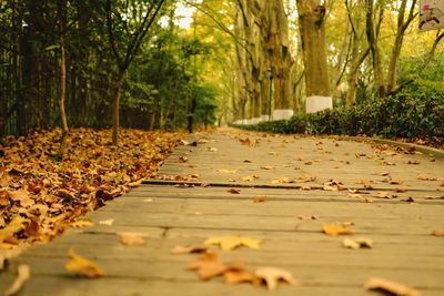 Autumn leaves on tree