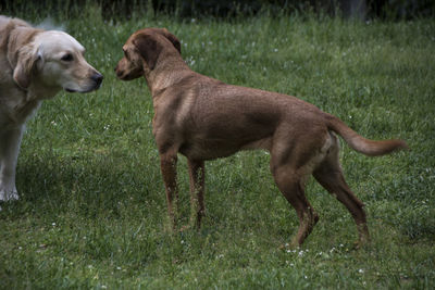 Dogs standing on field