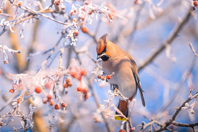 Close-up of bird perching on branch