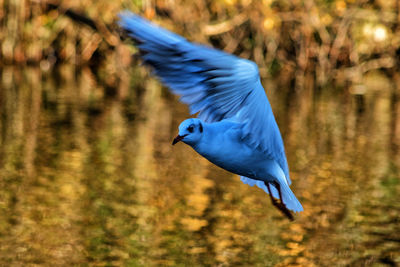 Side view of a bird flying