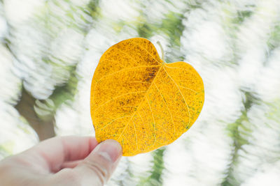 Close-up of hand holding autumn leaves